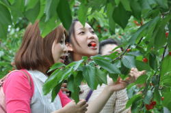 cherry