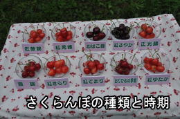 cherry
