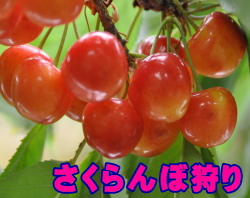 さくらんぼ狩り