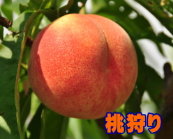 桃狩り