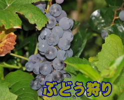 ぶどう狩り