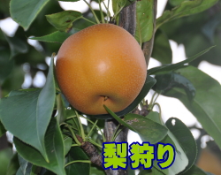 梨狩り