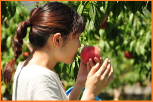 peach scenery