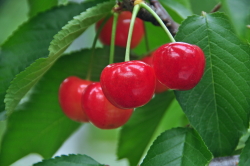 cherry