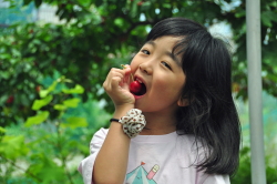 cherry scenery