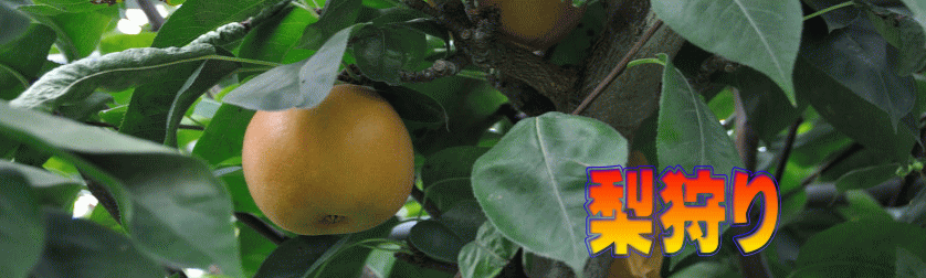 pear