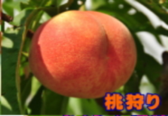 peach