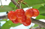 cherry