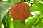 peach