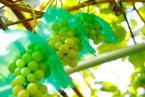 grape