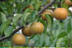 pear