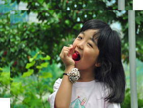 cherry scenery