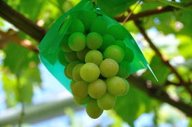 grape