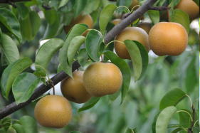 pear