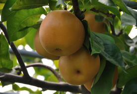 pear