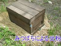 honey bee