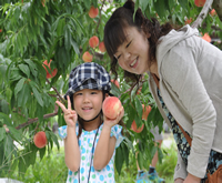 peach scenery