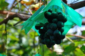 grape